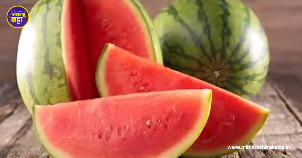 Watermelon (Kalingad): Maharashtra Katta