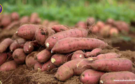 Sweet Potato Cultivation