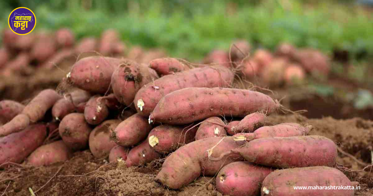 Sweet Potato Cultivation